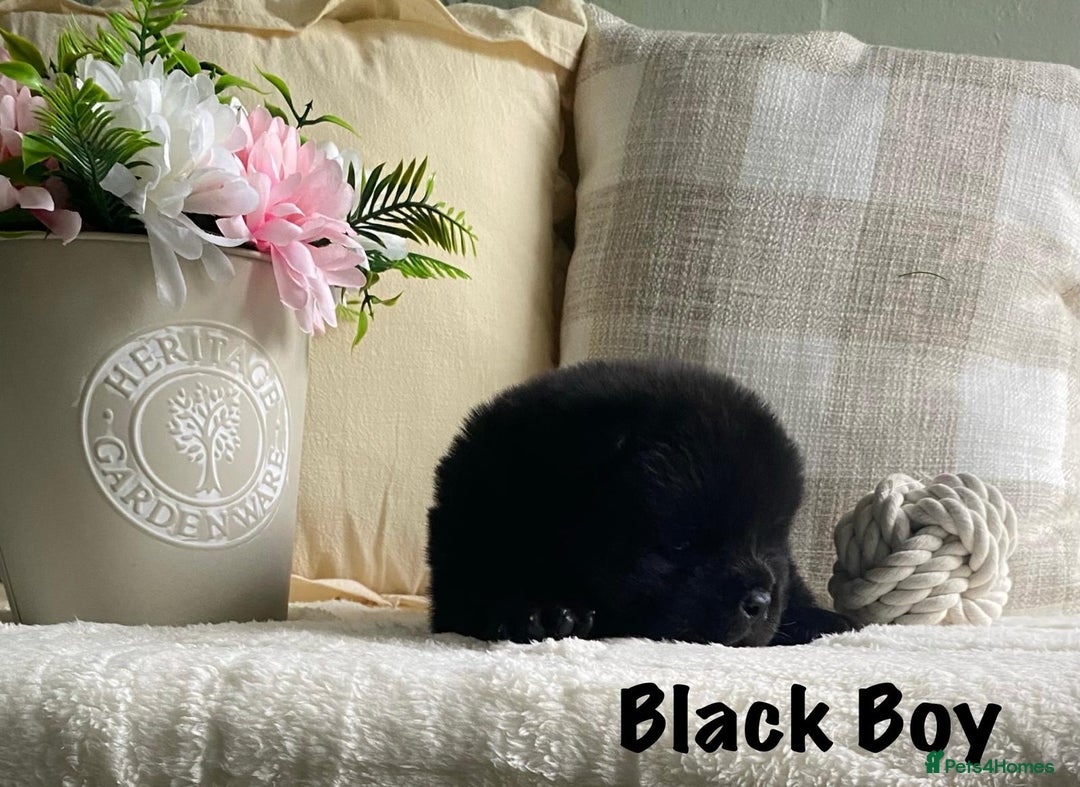 Chow Chow dogs for sale: 🌟Quality Chow Chow Puppies-ChampionLines🌟 - Image 16
