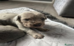 Cane Corso dogs for sale: Cane Corso Puppies  - Advert 27