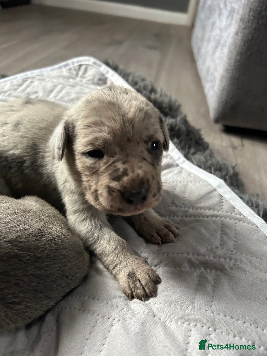 Cane Corso dogs for sale: Cane Corso Puppies  - Advert 27