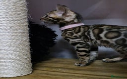 Bengal cats for sale: TICA Genetic & Health Tested Bengal Kittens  - Image 7