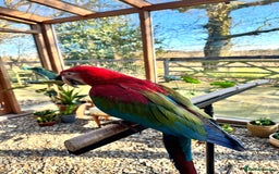 Macaws birds for sale: A fantastic selection of Macaws  - Image 1