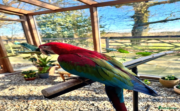 Macaws birds - Advert 4