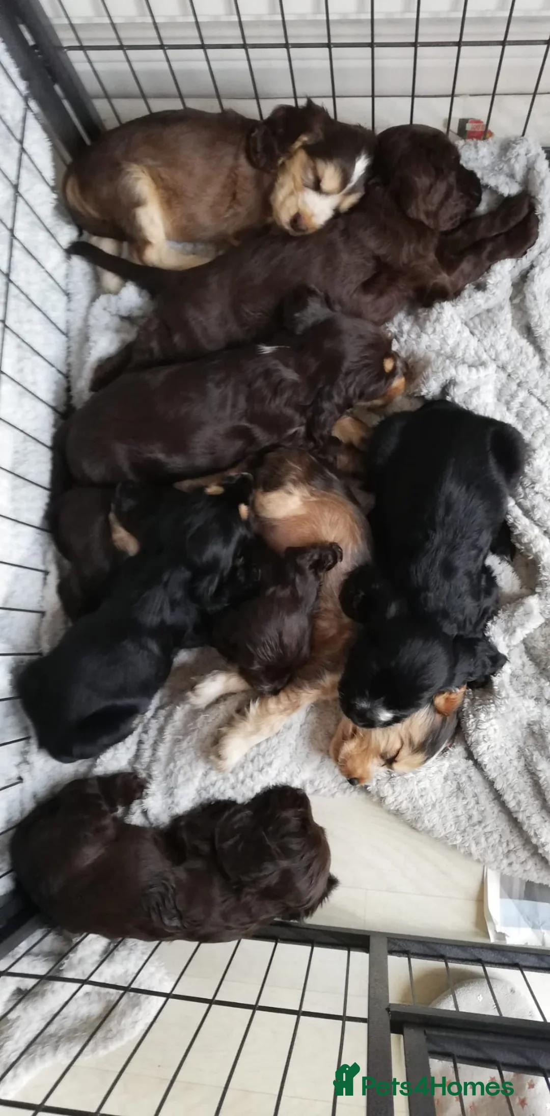 Cocker Spaniel dogs for stud: Show cocker health tested stud CHOCOLATE SABLE in Brentwood - Advert 14