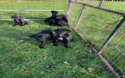 Mixed Breed dogs for sale: Labrador x Huntaway Puppies - Image 3