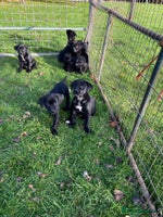 Mixed Breed dogs - Advert 1