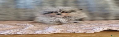 Pomeranian 5