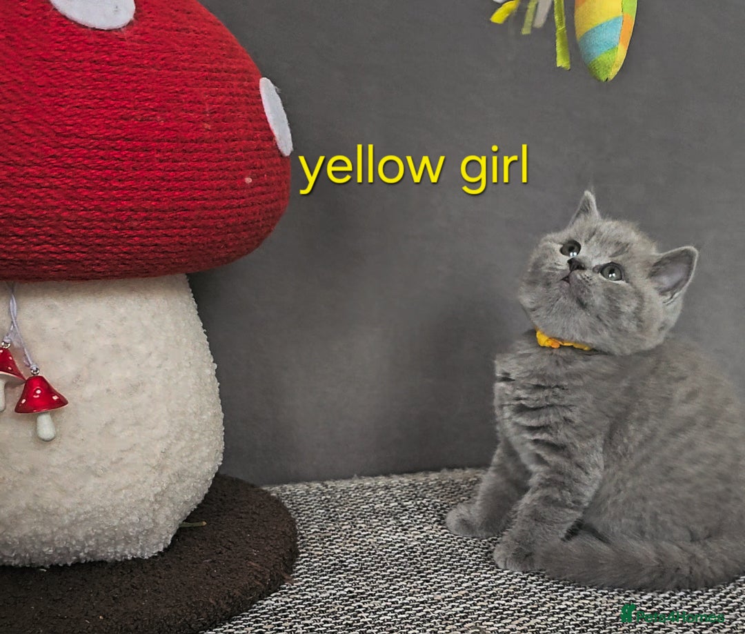British Shorthair cats for sale: British Shorthair (last girl left) - Image 13