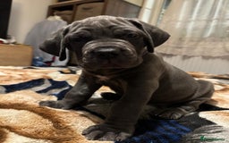 Cane Corso dogs for sale:  Pure breed Cane Corso  Puppies Looking for Homes  - Image 1