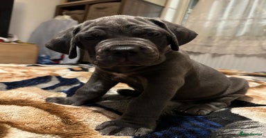 Cane Corso dogs - Advert 11