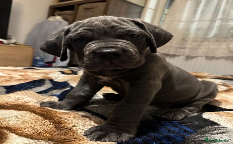 Cane Corso dogs - Advert 1