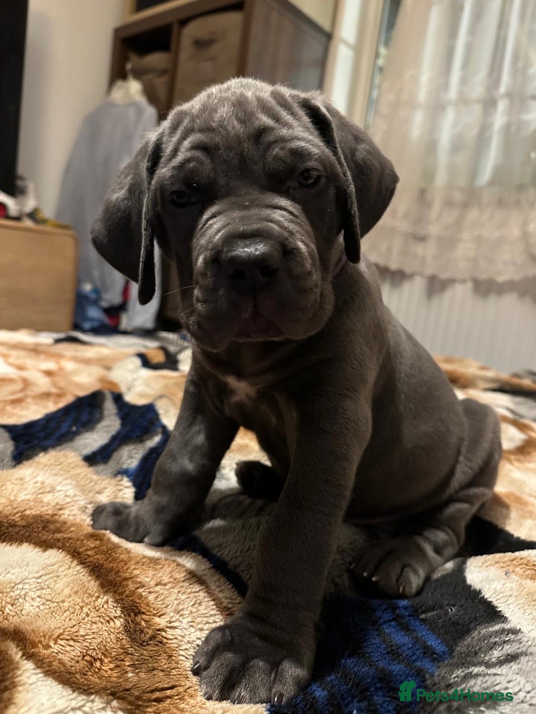 Cane Corso dogs for sale:  Pure breed Cane Corso  Puppies Looking for Homes  - Image 1