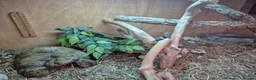 Python Snake reptiles for sale: Ball Python for Sale - Advert 6