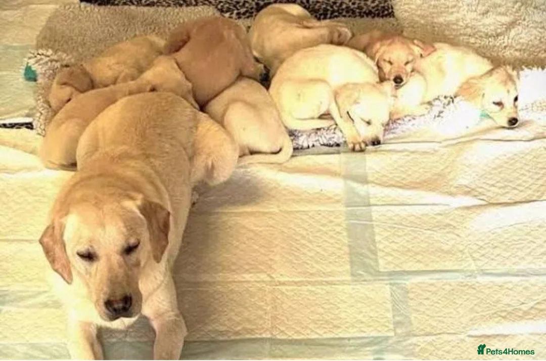 Labrador Retriever dogs for sale: Golden Chunky Labrador Puppies in Horsham - Advert 5