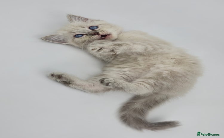 Ragdoll cats - Advert 15