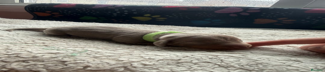 Miniature Dachshund Puppy 2