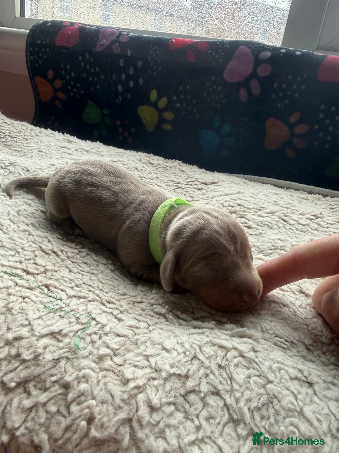 Miniature Dachshund dogs for sale: Miniature daschund - Advert 2