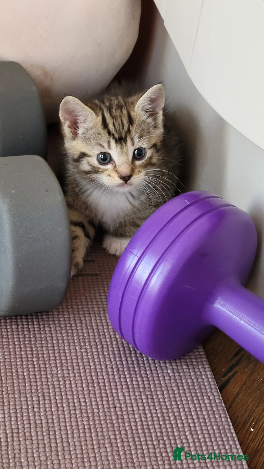Mixed Breed cats for sale: 2 adorable female tabby kittens for sale  - Advert 2