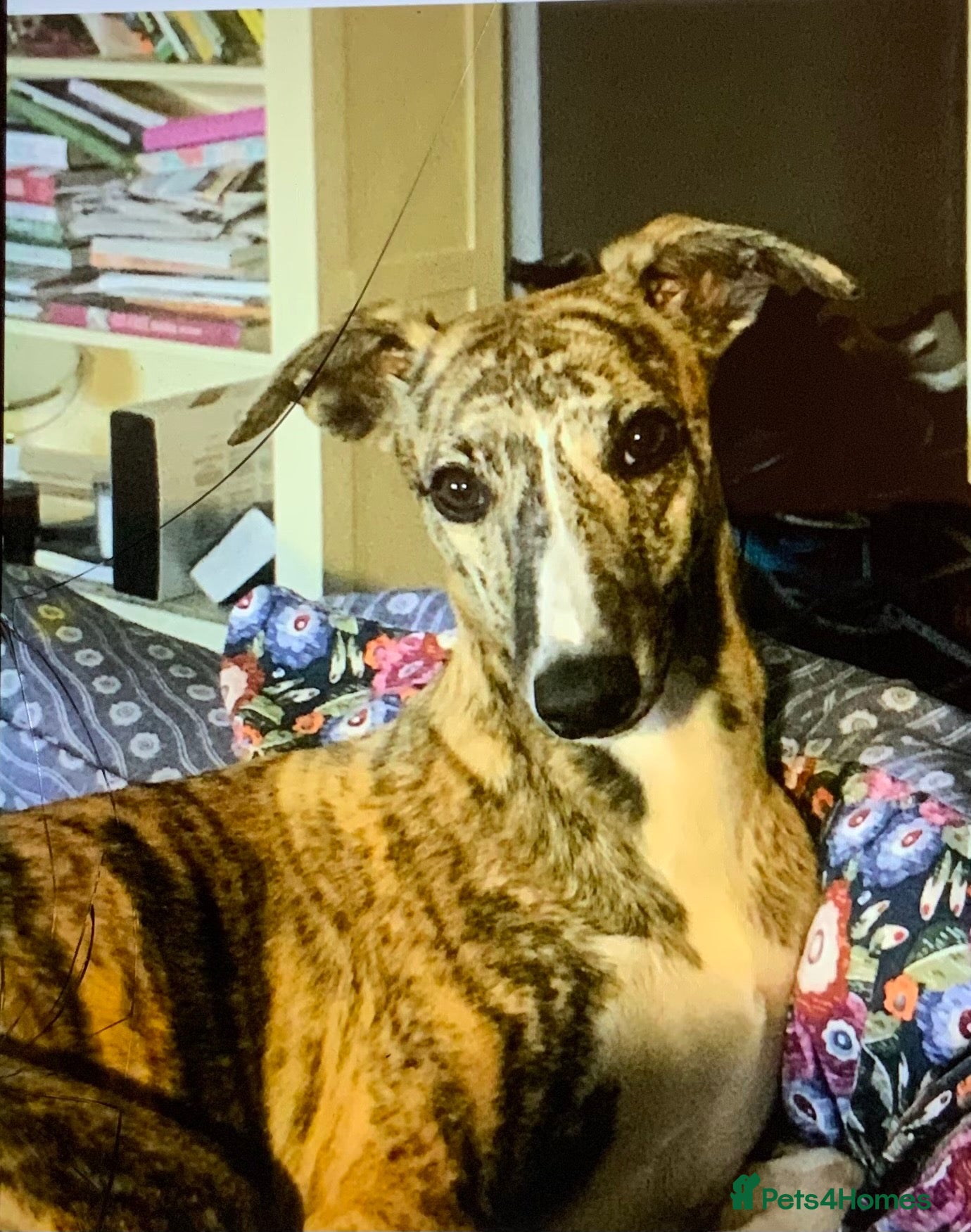 Whippet dogs Show Quality KC Registered Litter - Advert 1