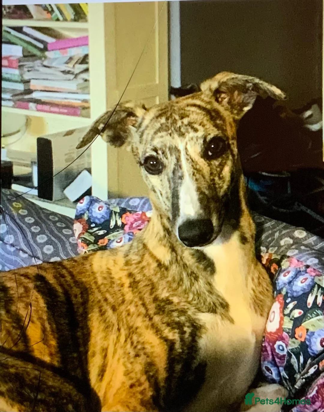 Whippet dogs for sale: Show Quality KC Registered Litter in Clarbeston Road - Advert 1