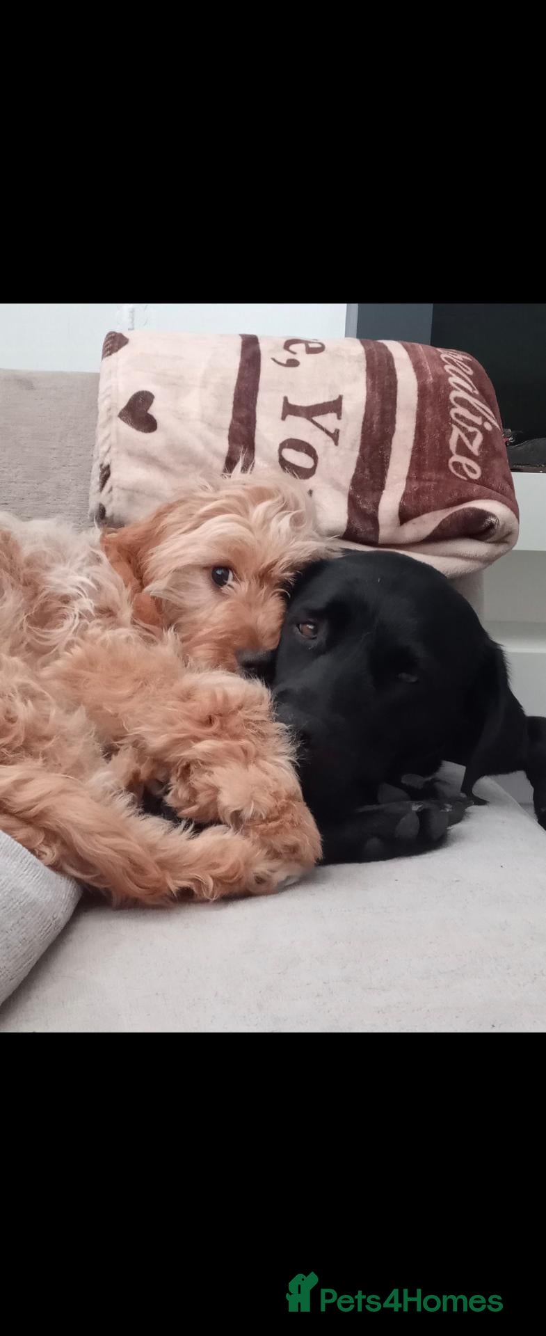 Cavapoo dogs 7 month Male Cavapoo - Advert 1