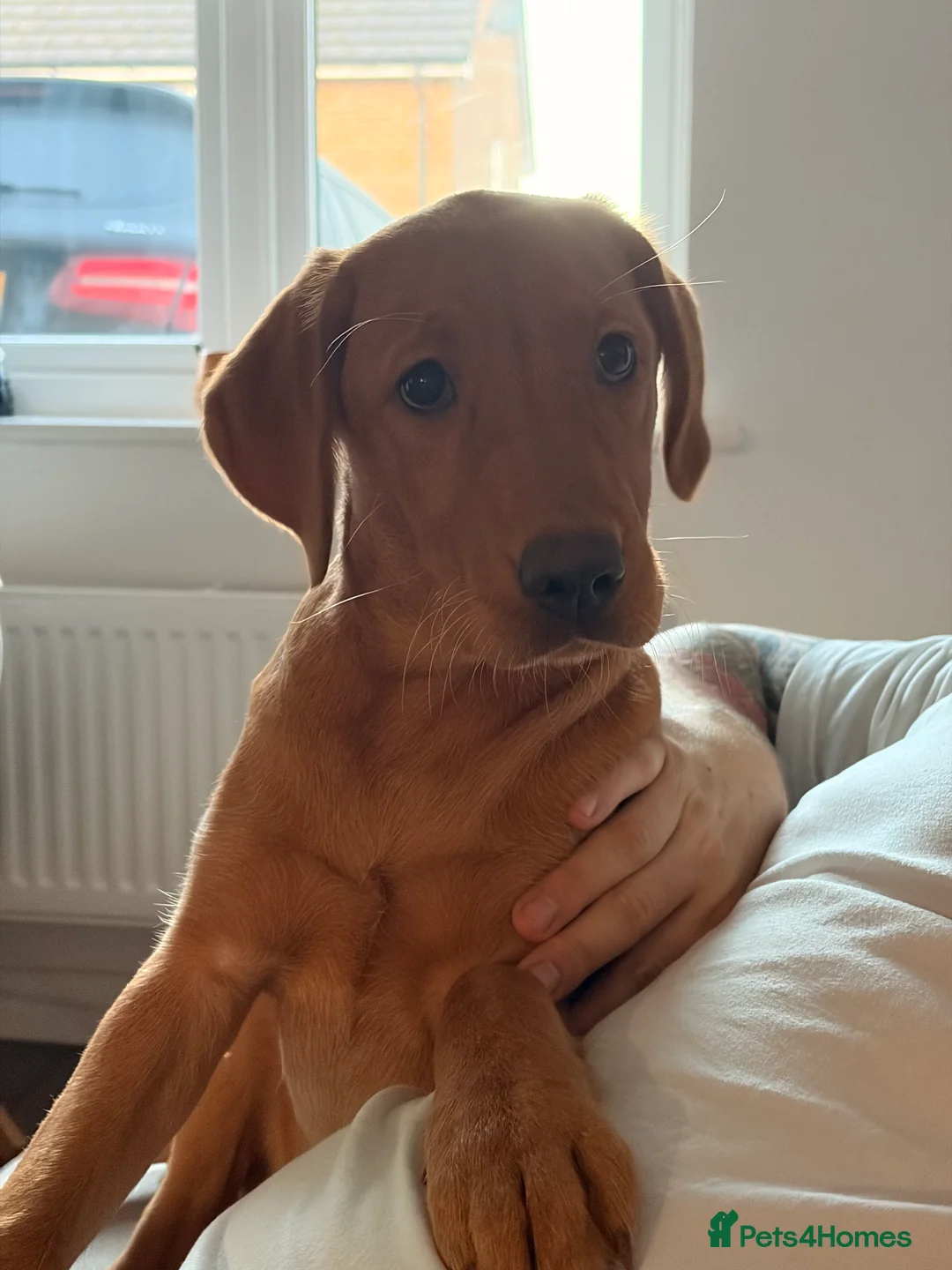 Labrador Retriever dogs for sale: Labrador Retriever Female Puppy - Advert 4