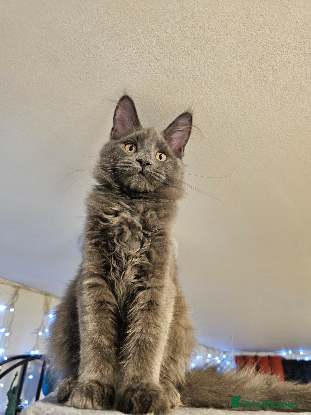 Maine Coon cats for sale: 🔥*STUNNING Litter of 6 Solid*💎*Blue Maine Coon💎 - Advert 11