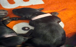 Dachshund dogs for sale: Beautiful Dachshund Puppies - Image 18
