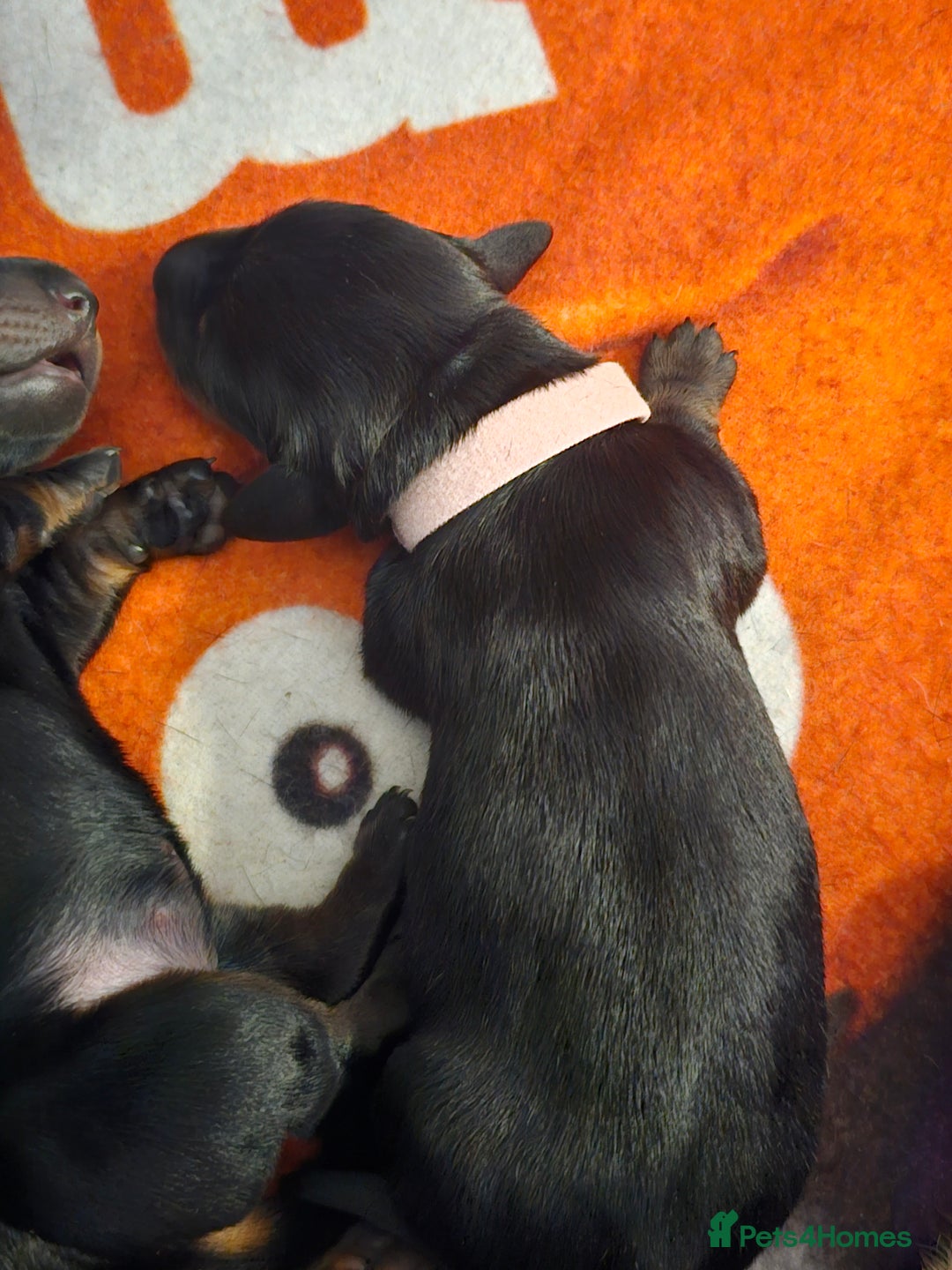Dachshund dogs for sale: Beautiful Dachshund Puppies - Image 18