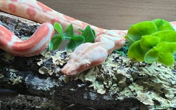 Boa Snake reptiles for sale: Sunglow boa constrictor c - Advert 6