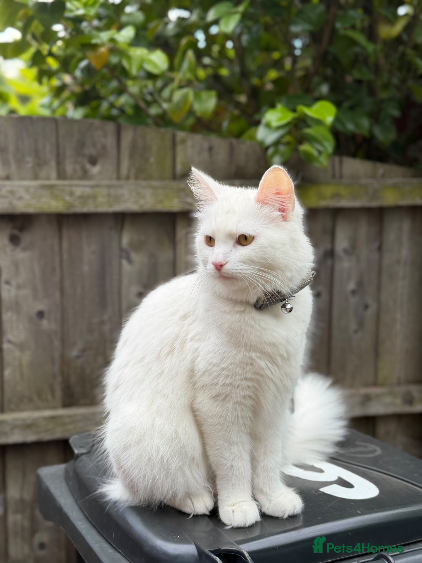 Mixed Breed cats Beautiful kittens  - Advert 2