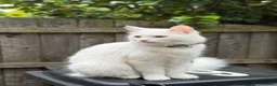 Mixed Breed cats for sale: Beautiful kittens  - Advert 1