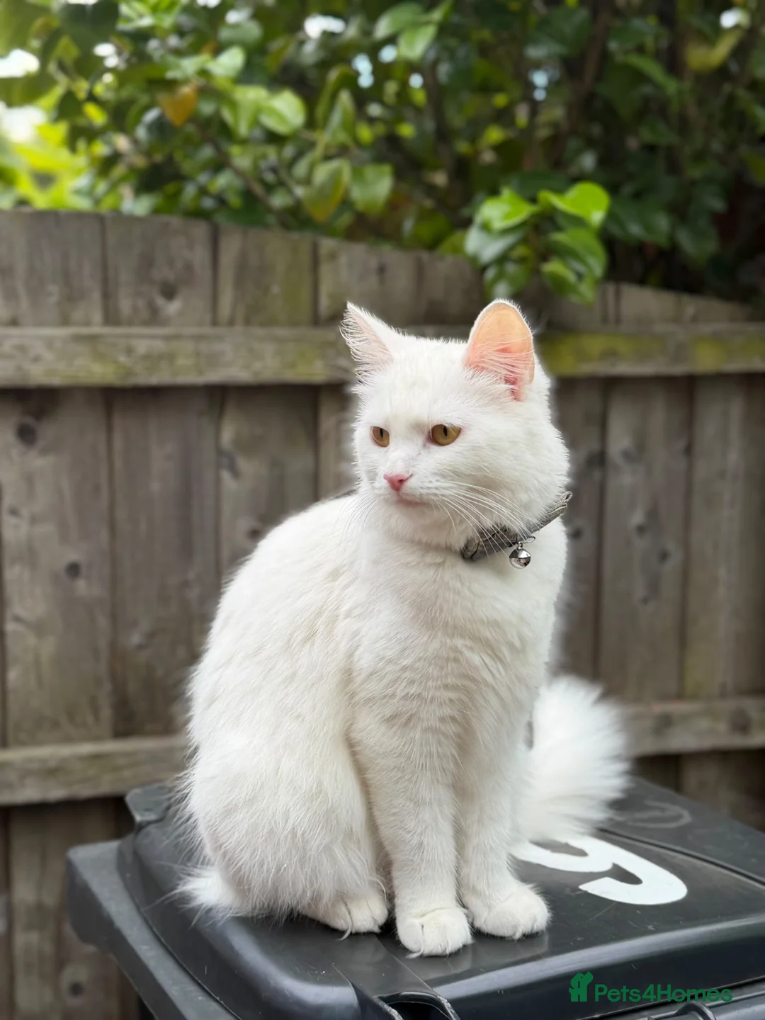 Mixed Breed cats for sale: Beautiful kittens  - Advert 1