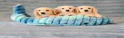 Miniature Dachshund dogs for sale: Rare Cream Longcoat Miniature Dachshund Puppies - Advert 15