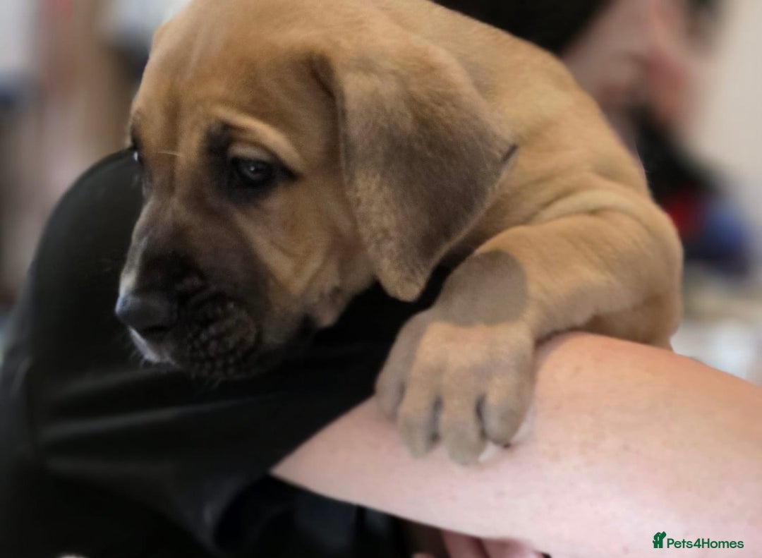 Mixed Breed dogs for sale: Presa Canario x Boerboel Puppies in Bromley - Image 11