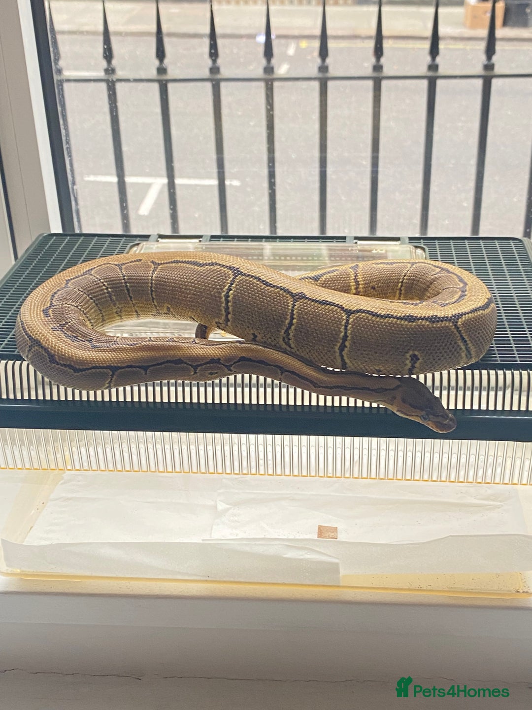 Python Snake reptiles for sale: Pinstripe Royal Python 100% Het Pied w/Full Setup - Advert 9