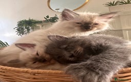 Ragdoll cats for sale: Beautiful Ragdoll kittens  - Image 4