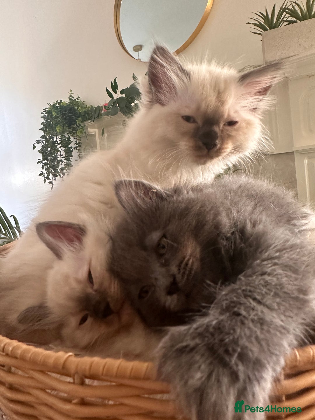Ragdoll cats for sale: Beautiful Ragdoll kittens  - Image 4