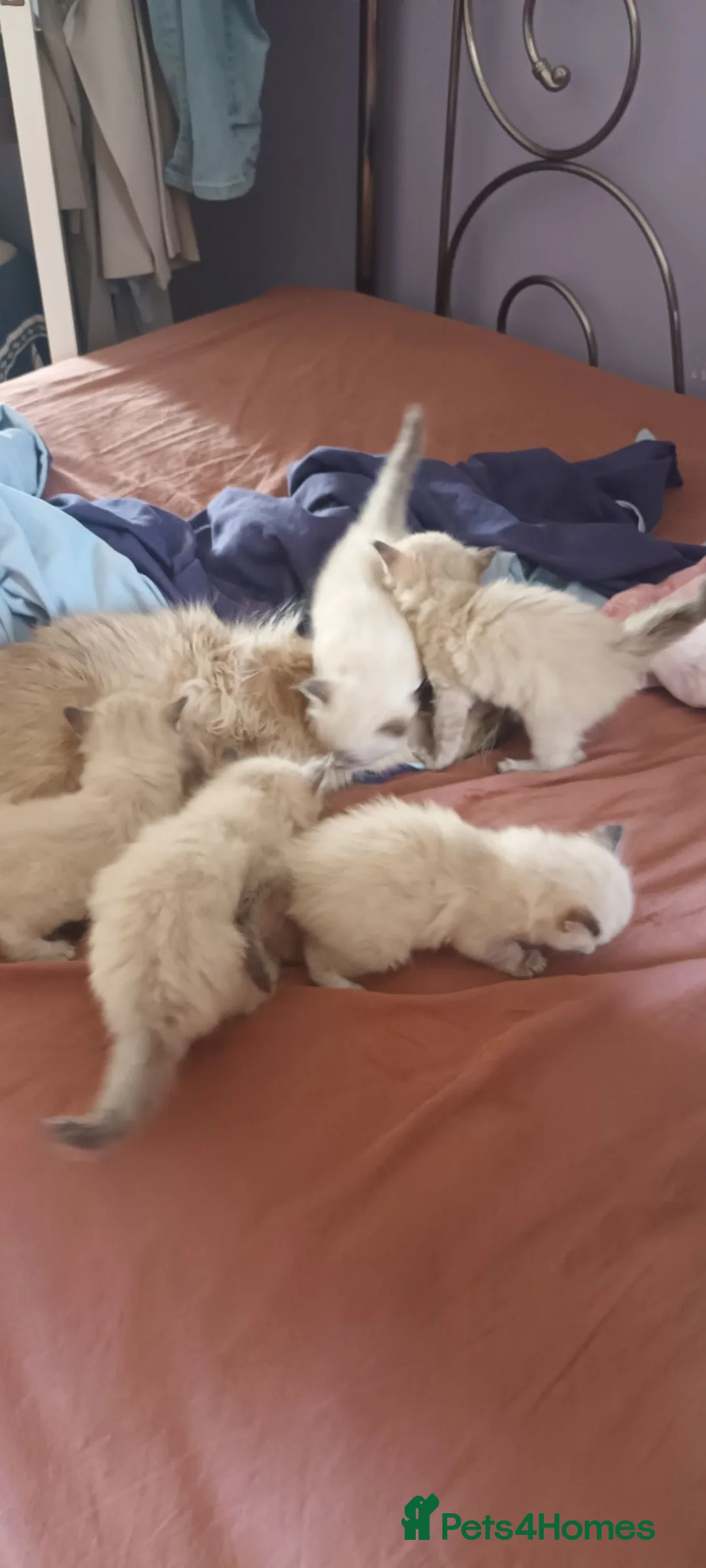 Ragdoll cats for sale: 5 purebred ragdoll kittens for sale in Cardiff - Advert 9