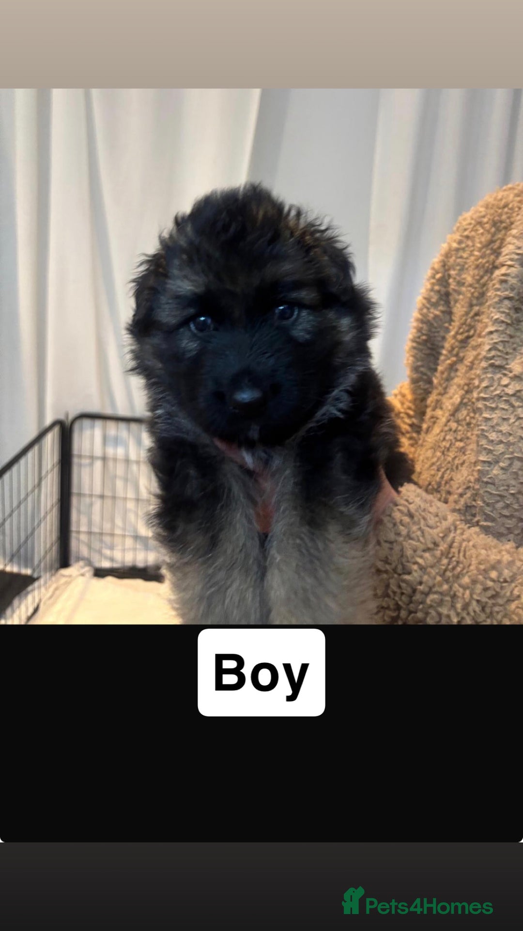 German Shepherd dogs for sale: German shepherd puppies Amber blood line  - Advert 12