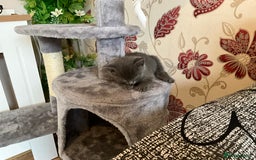 British Shorthair cats for sale: British shorthair for sales  - Image 1