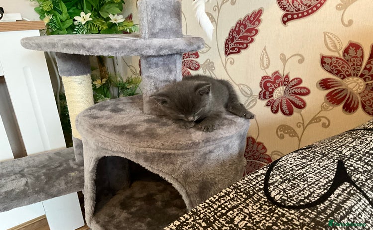 British Shorthair cats - Advert 1