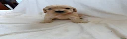 Cockapoo dogs for sale: F1 apricot cockapoo puppies  - Advert 17