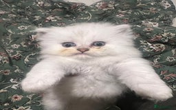 Persian cats for sale: PERSIAN CHINCHILLA - Image 10