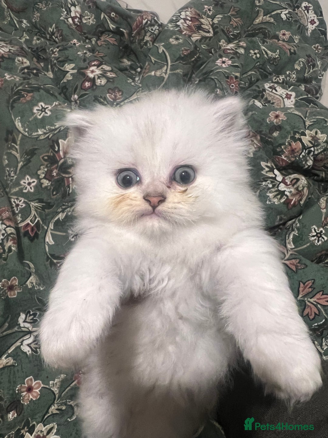 Persian cats for sale: PERSIAN CHINCHILLA - Image 10