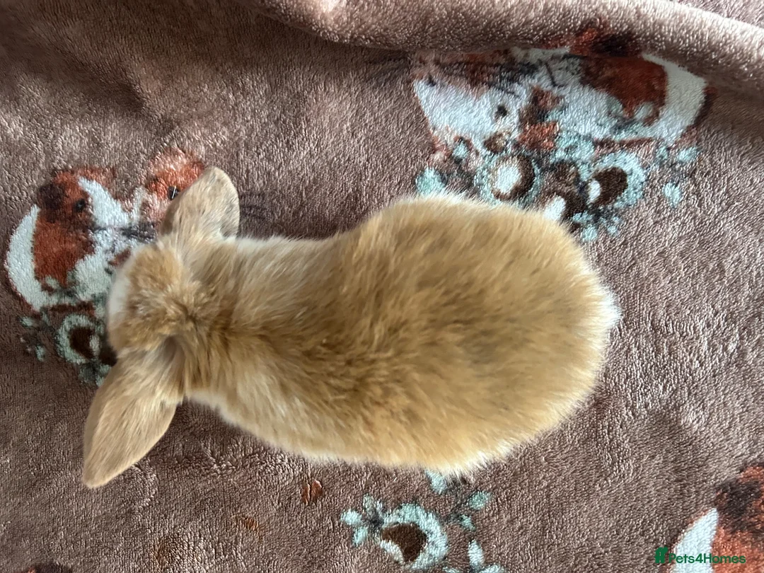 Mini Lop rabbits for sale: Mini Loops up for Reservation  - Advert 14