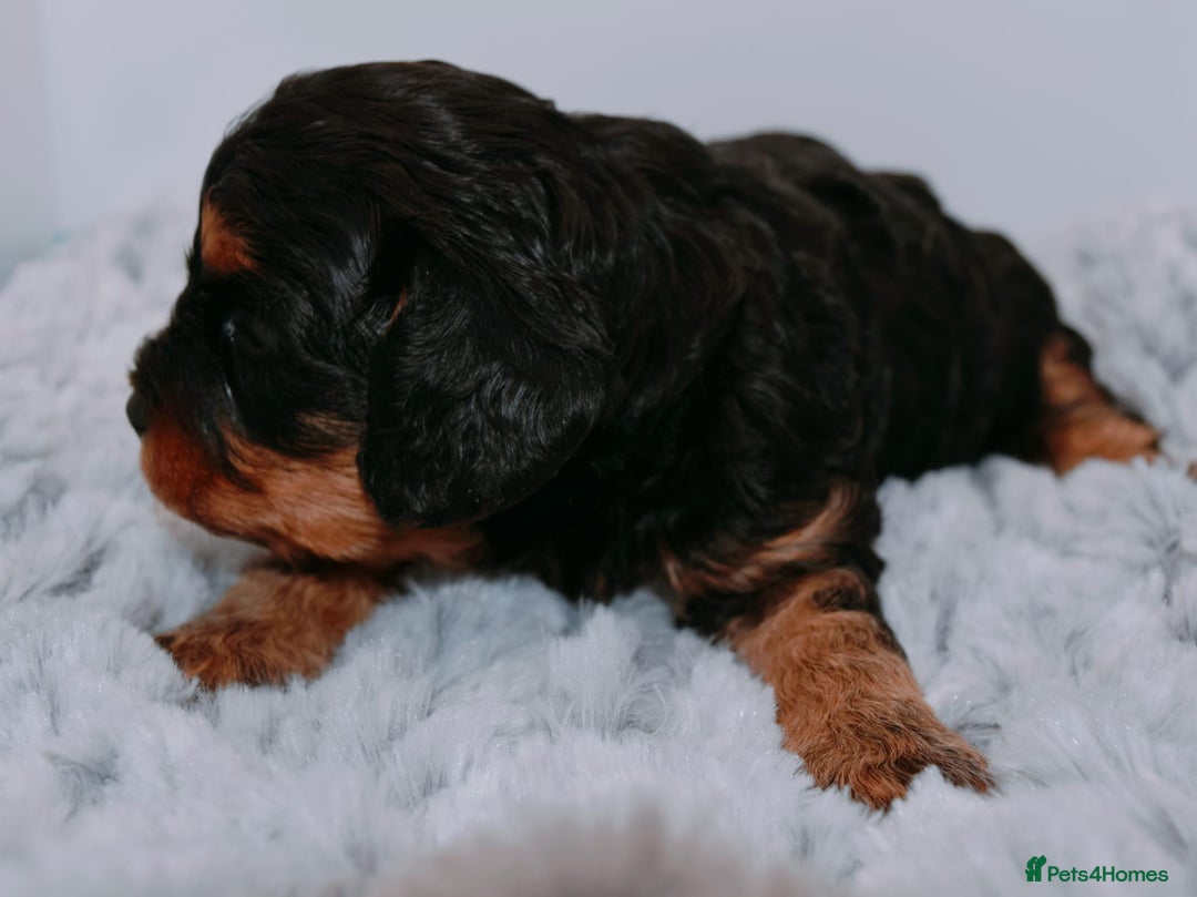 Cavapoo dogs for sale: Extensively Health tested Rare F1 Cavapoos - Image 4