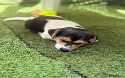 Jack Russell dogs for sale: 🐾Jack Russell Puppies🐾 - Image 30