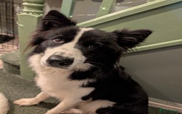 Border Collie dogs for stud: Looking for a stud for February  - Image 10