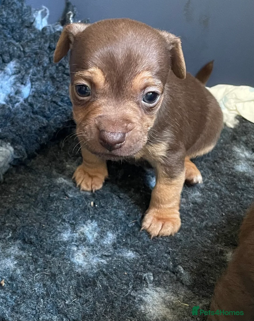 Jack Russell dogs for sale: 2 Gorgeous Tiny Jack Russell Puppies  in Warrington - Advert 8