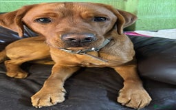 Labrador Retriever dogs for sale: Fox Red Male Labrador Retriever 20 months  - Image 4